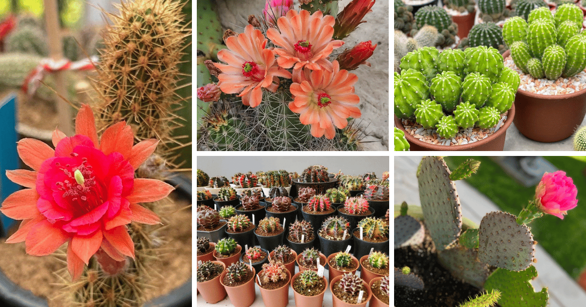 10 Surprising Health Benefits Of Owning A Cactus
