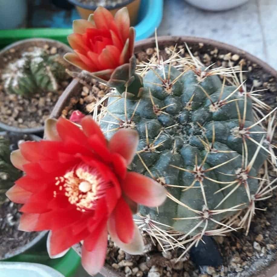 Gymnocalycium Baldianum