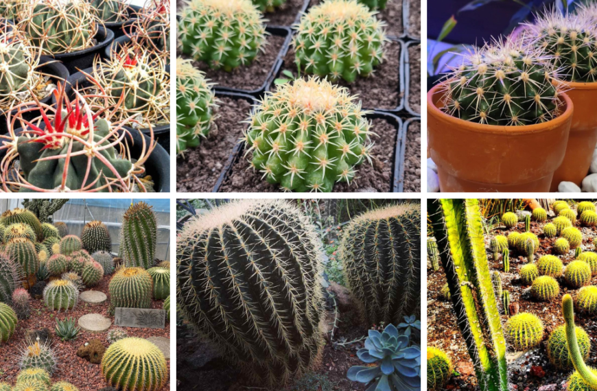 14 Types Of Popular Echinocactus Cacti Pictorial Guide