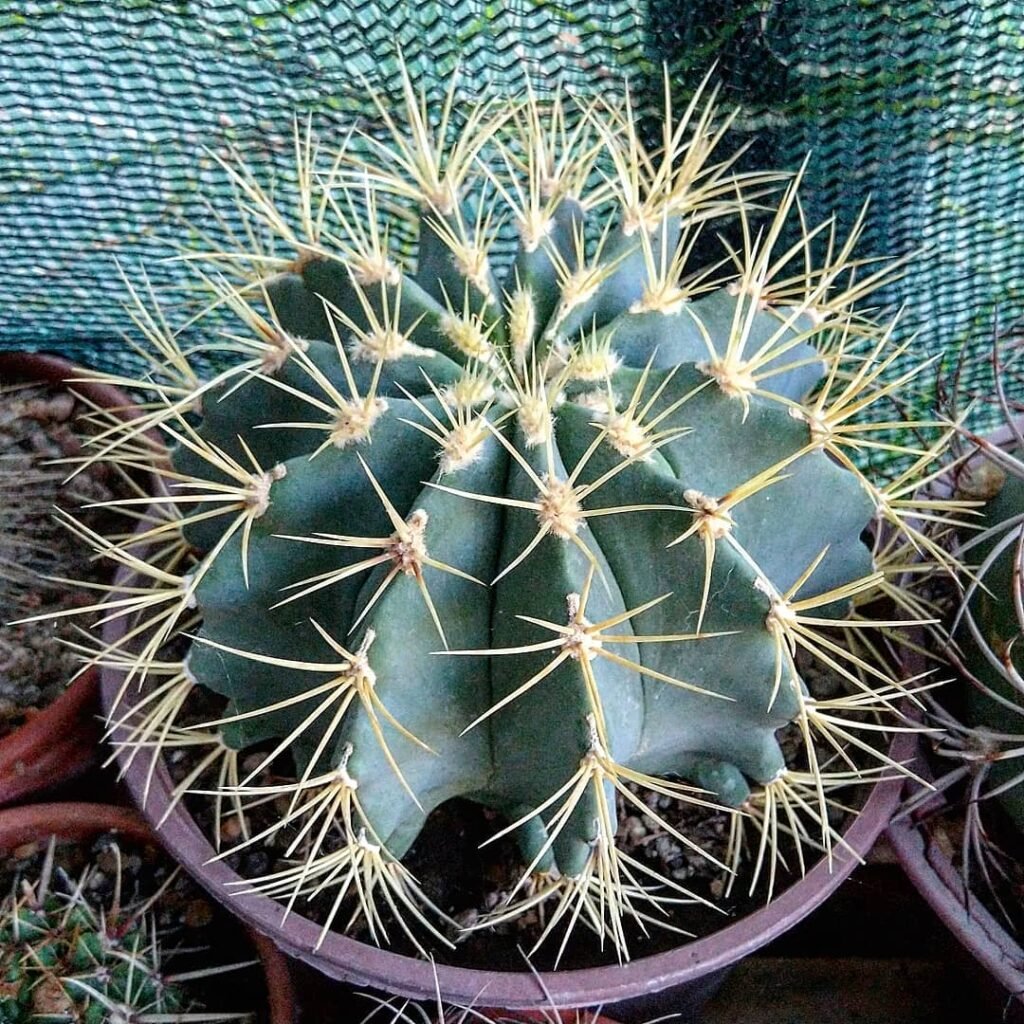 Ferocactus Glaucescens