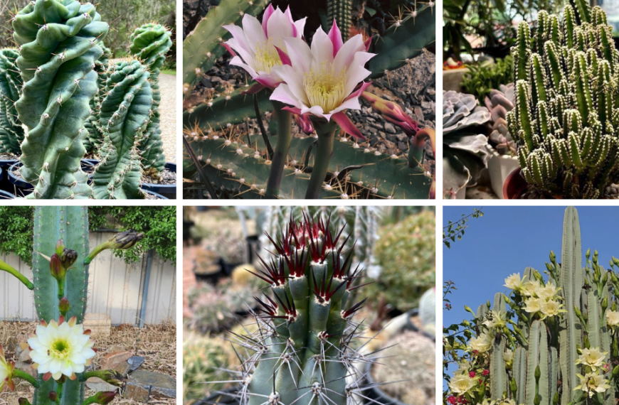 22 Types Of Popular Cereus Cactus Pictorial Guide