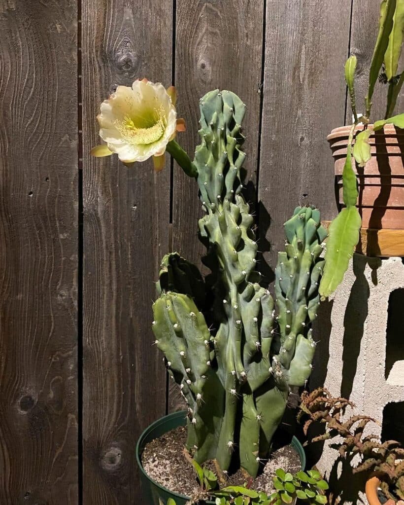 Cereus Peruvianus Monstrose