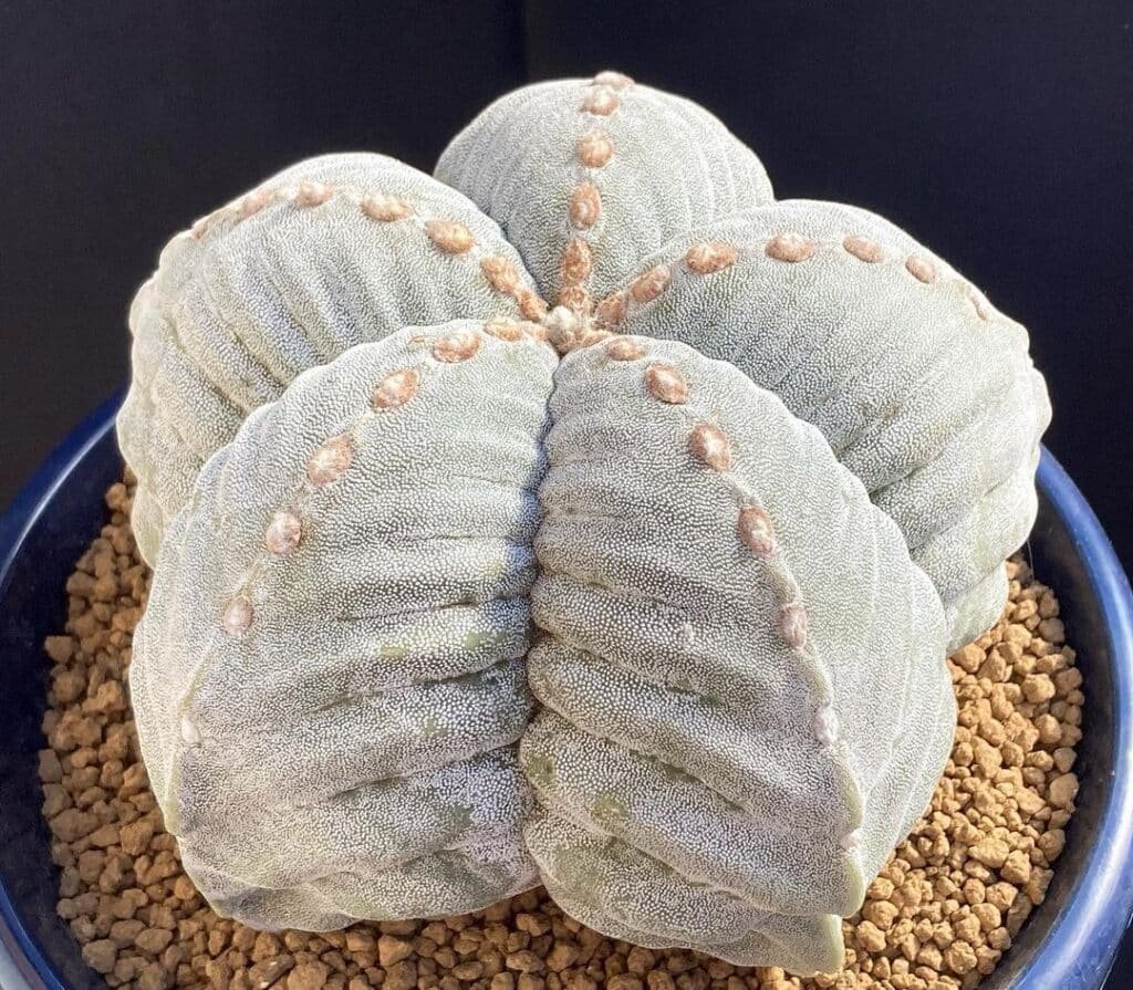 Astrophytum Myriostigma