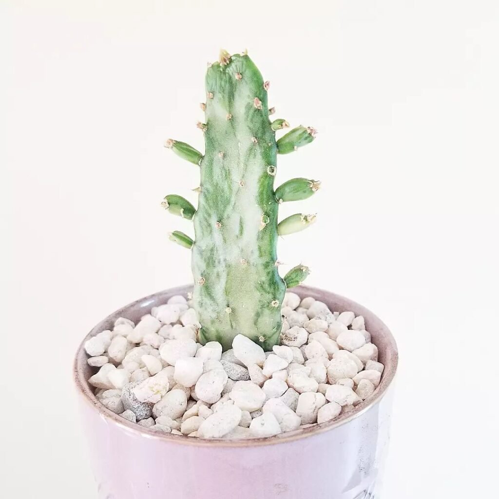 Opuntia Monacantha F. Monstruosa