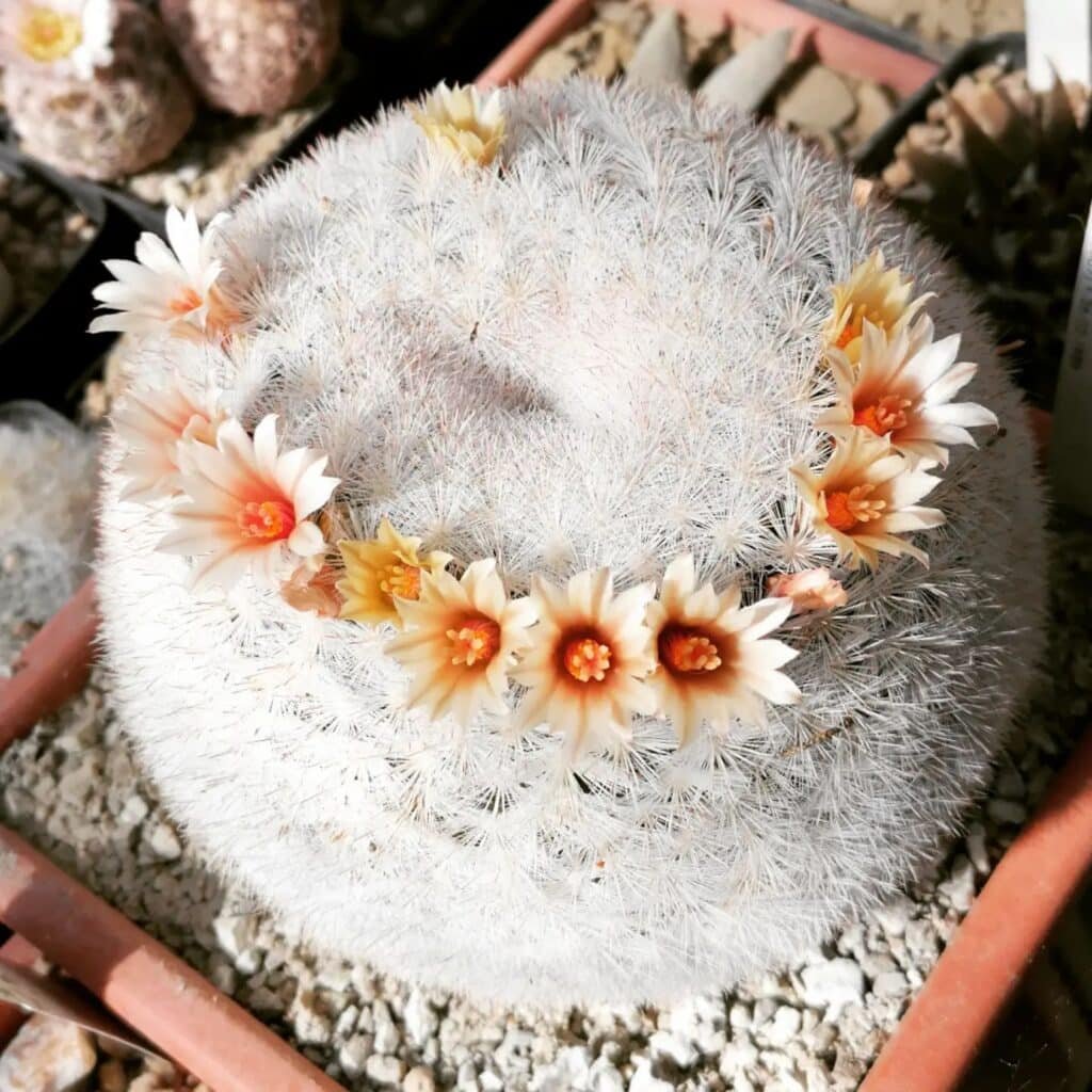 FAQs For White Cactus