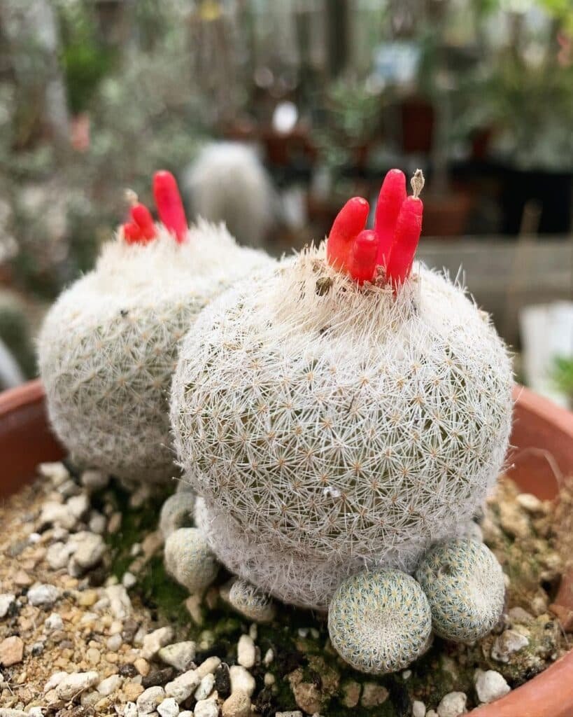 How To Grow And Care For White Cactus