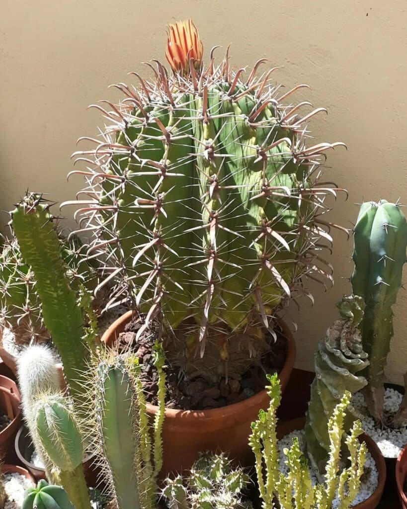 Ferocactus Peninsulae