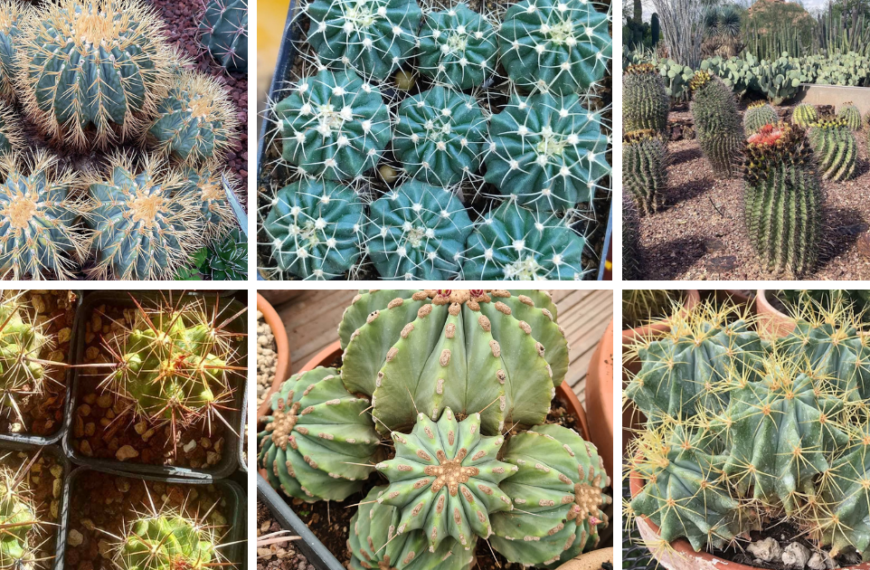 30 Types Of Popular Ferocactus Cacti Pictorial Guide