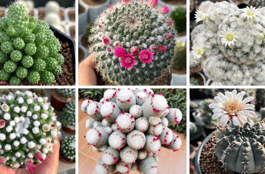 30 Types Of Popular Mammillaria Cacti Pictorial Guide