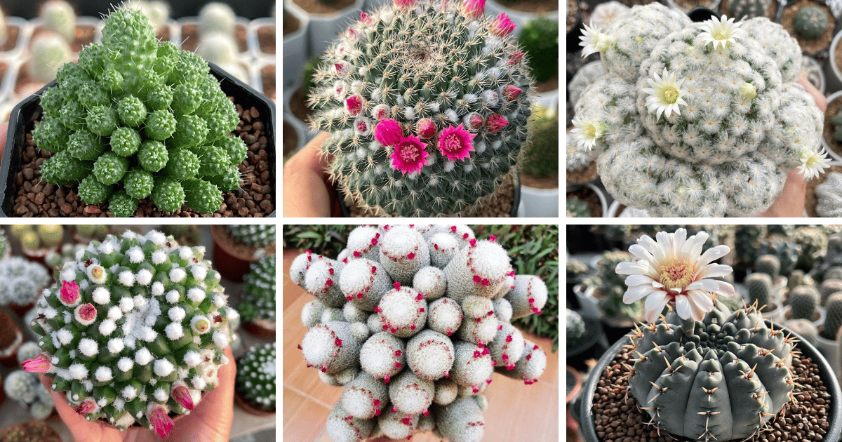 30 Types Of Popular Mammillaria Cacti Pictorial Guide