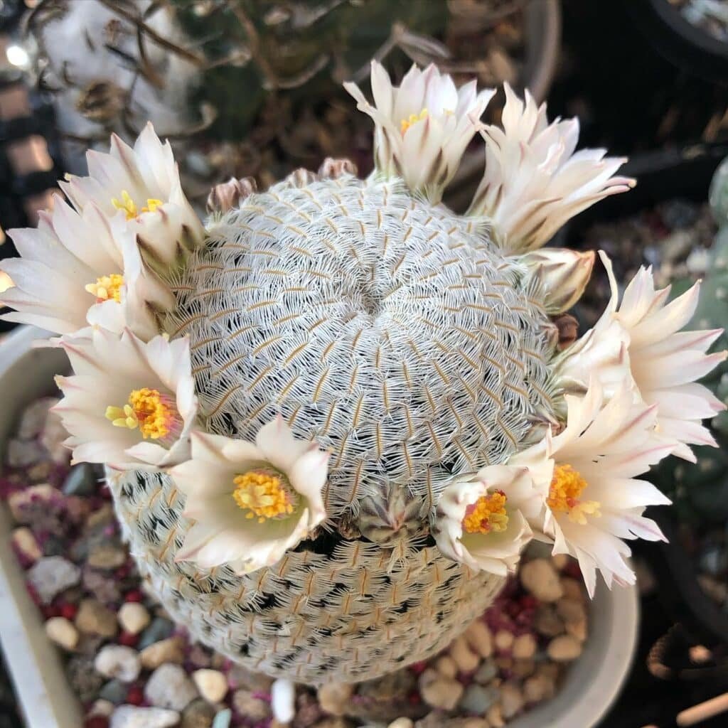 20 White Cactus You Should Have In Your Collection