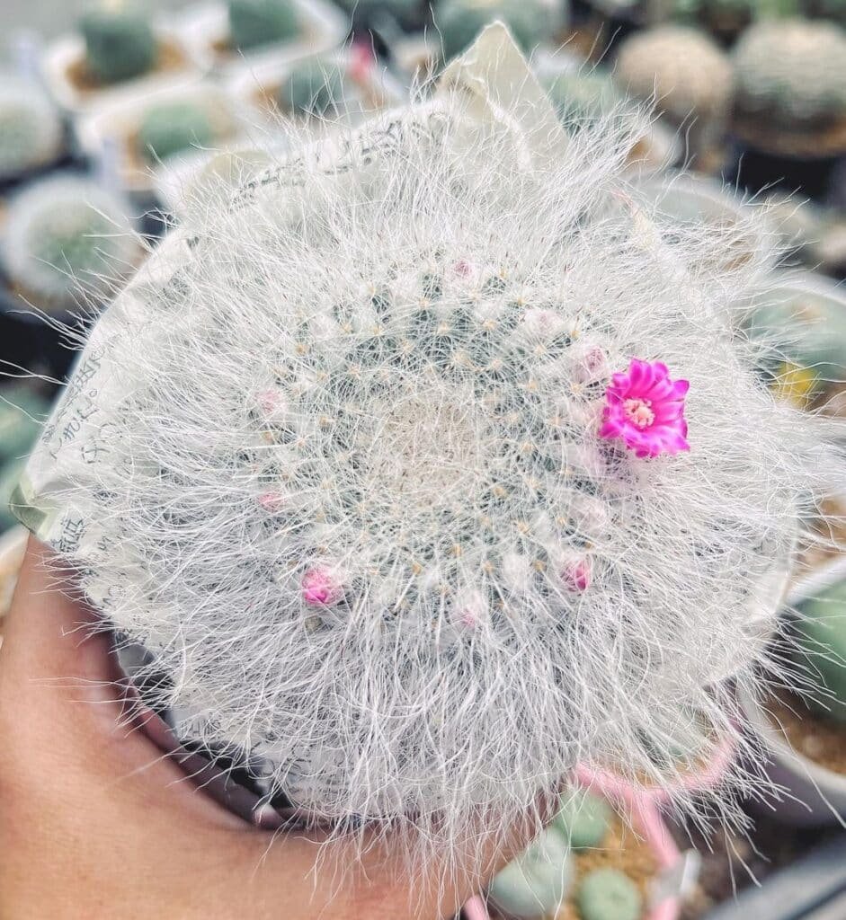 20 White Cactus You Should Have In Your Collection