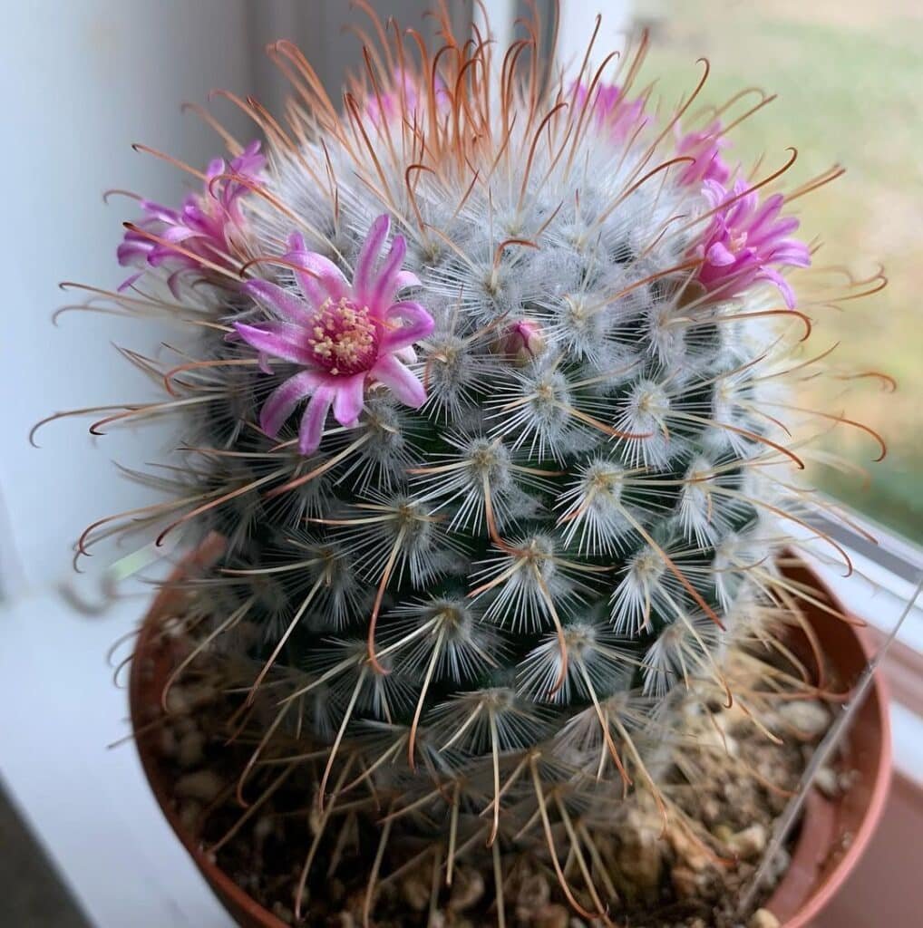 Mammillaria Elegans