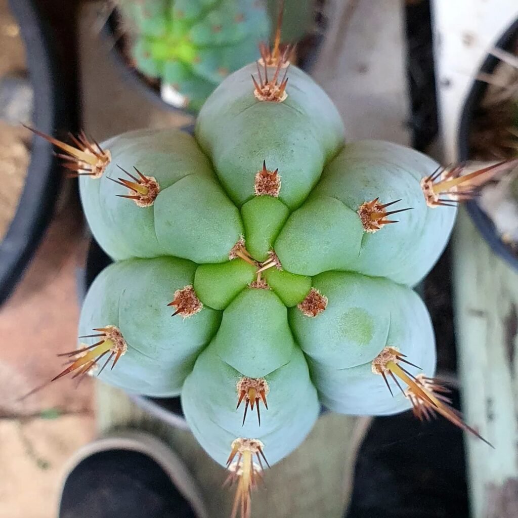 Cactus Care 101: A Guide To Keeping Your Collection Thriving