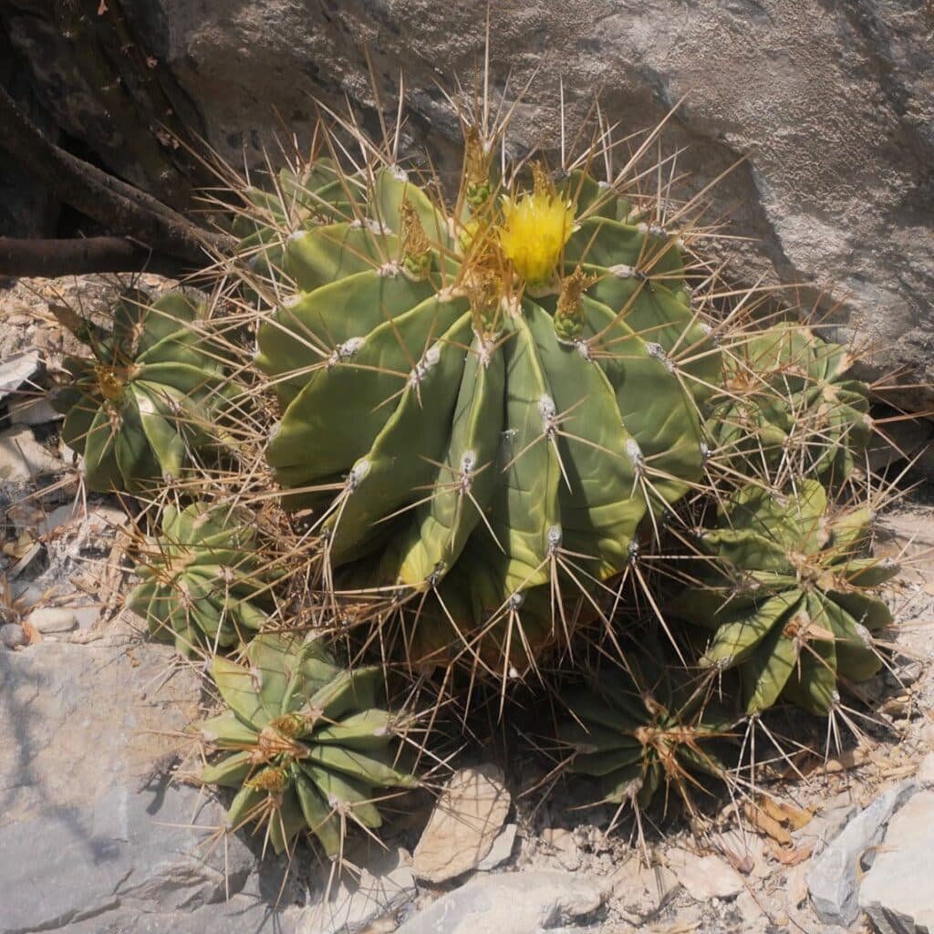 Ferocactus Echidne