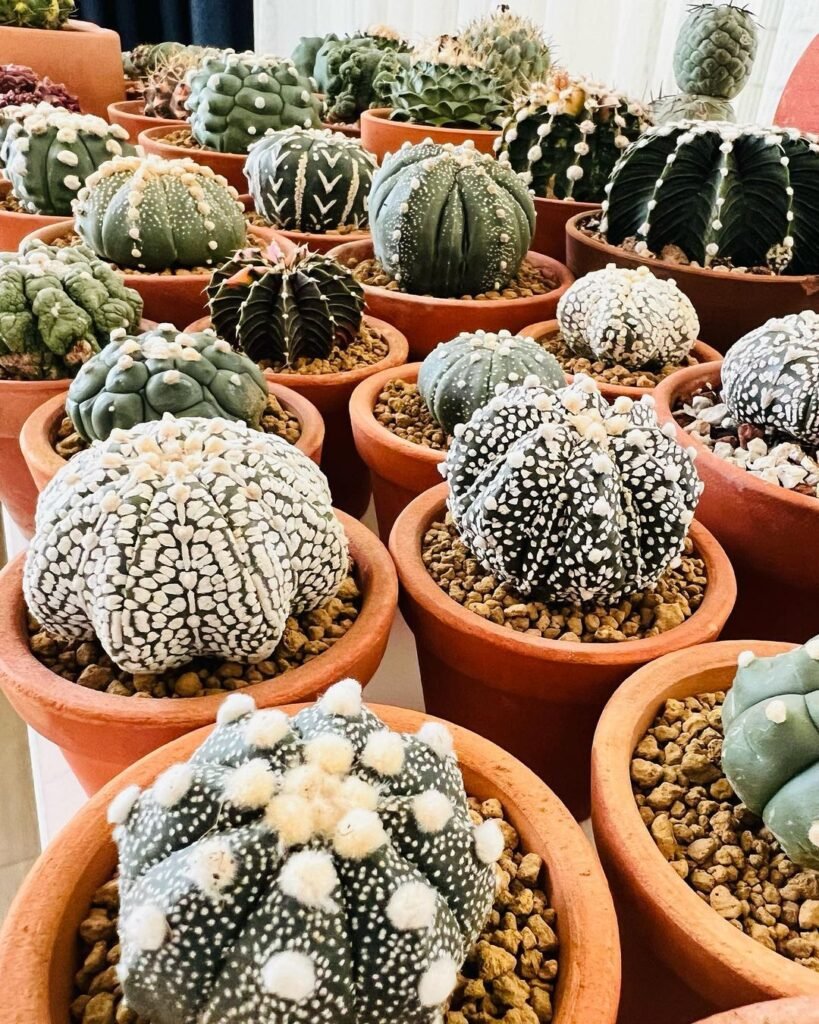 Top 10 Interesting Facts About Cactus Care