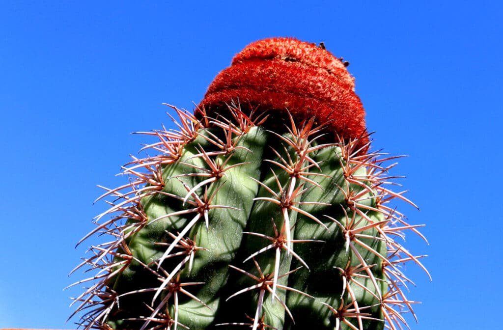 The Charm of Melocactus: Fascinating Genus of Cacti with Hats