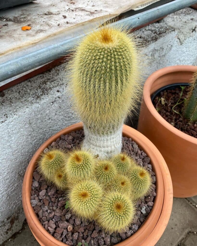 Notocactus Leninghausii