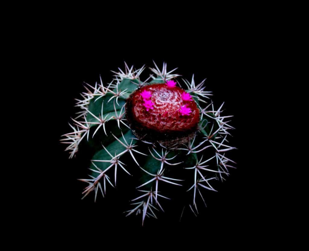 Melocactus: A Closer Look at the Different Species