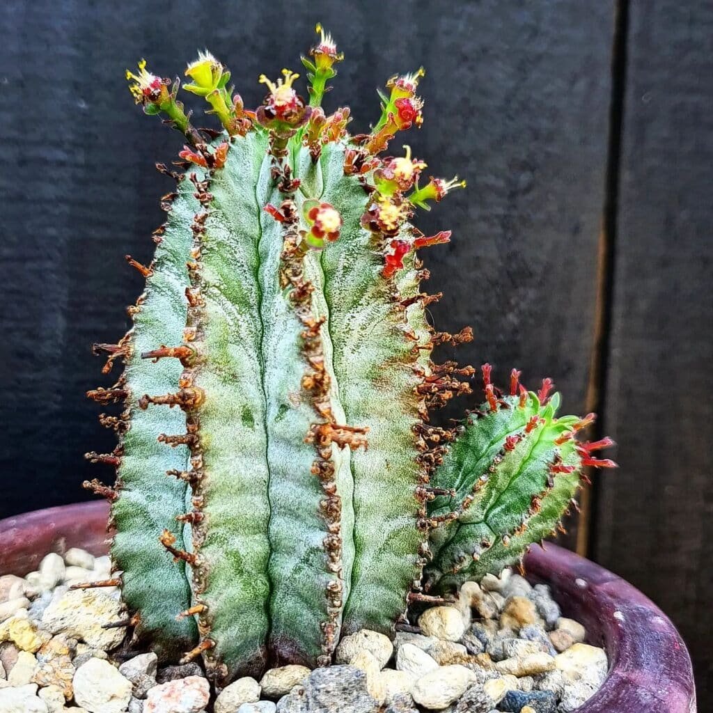 Cactus Care 101: A Guide To Keeping Your Collection Thriving