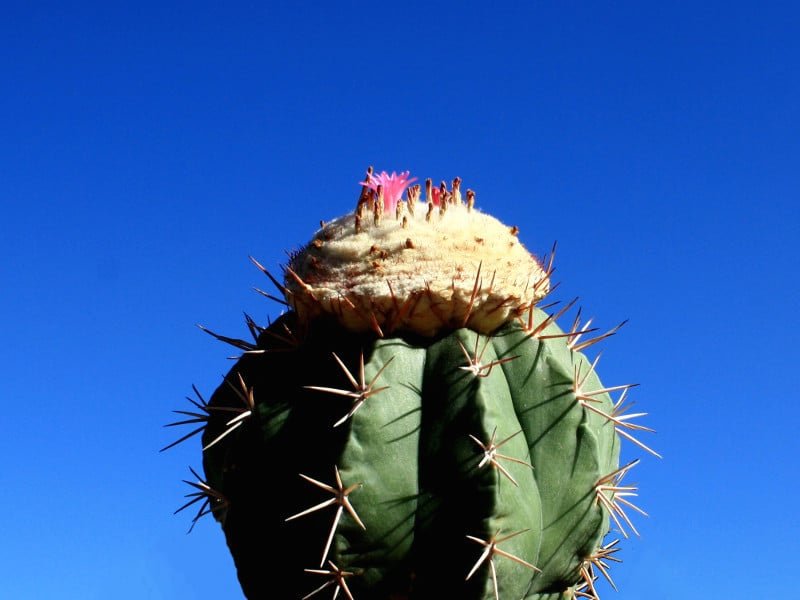 Caring For Melocactus: Tips And Tricks
