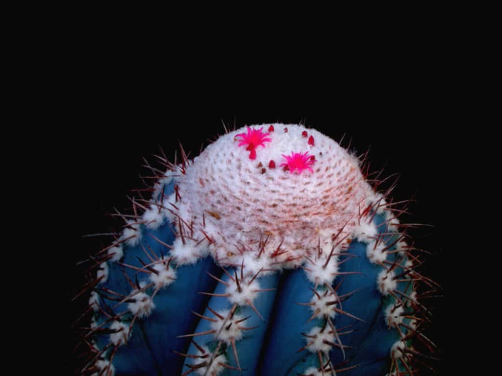 Top 5 FAQ and Answers For Melocactus