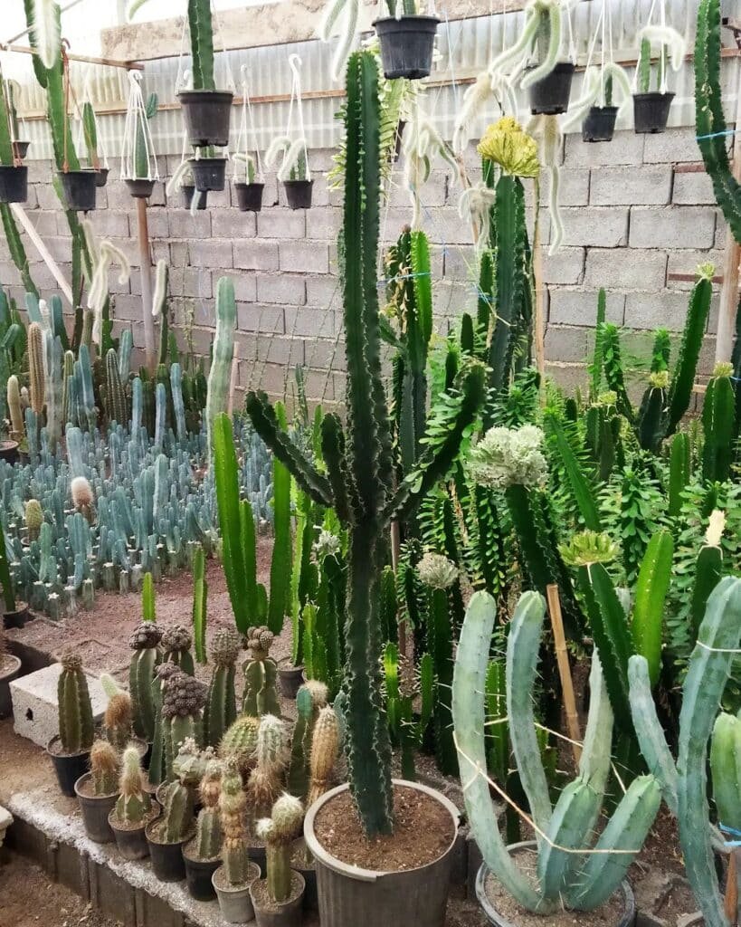 Cactus Care 101: A Guide To Keeping Your Collection Thriving