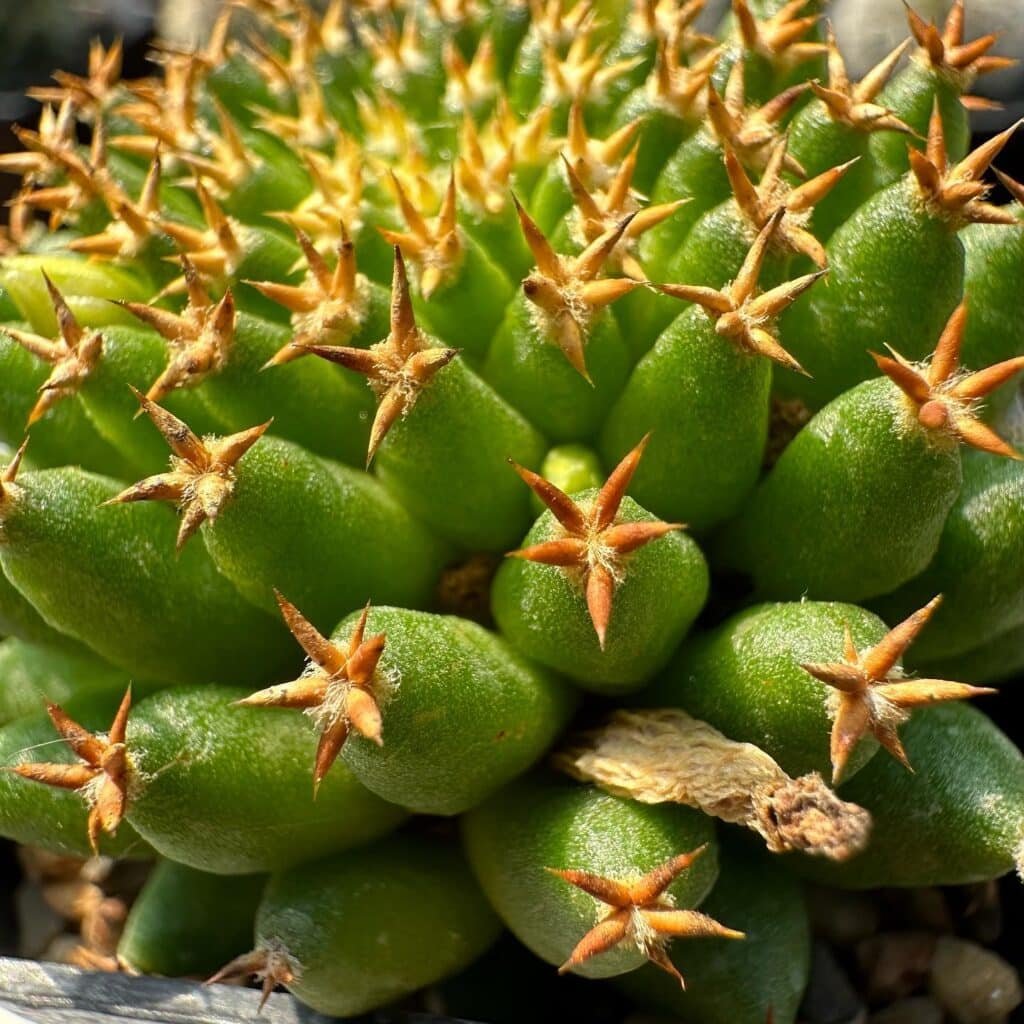 Cactus Care 101: A Guide To Keeping Your Collection Thriving