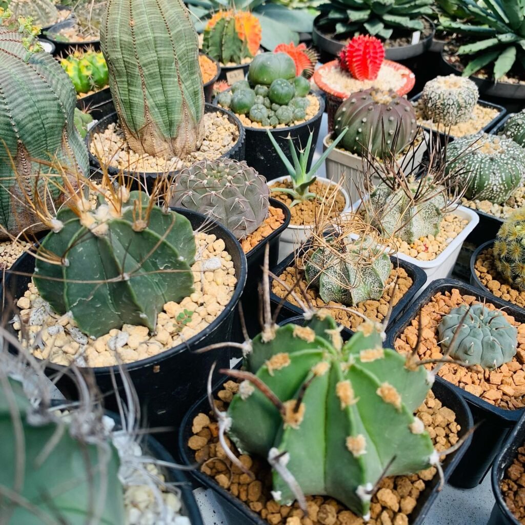 Cactus Care 101: A Guide To Keeping Your Collection Thriving