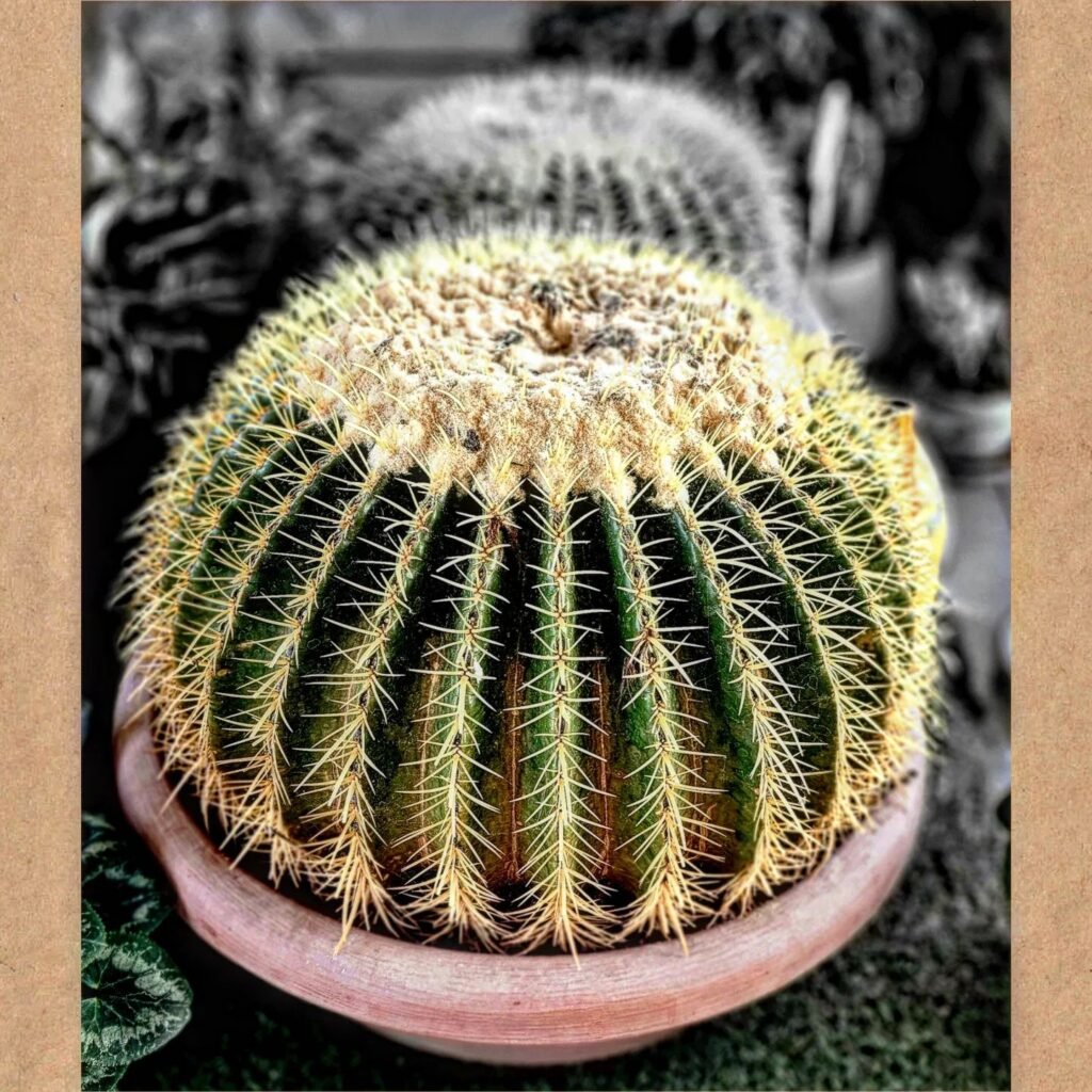 Echinocactus Grusonii