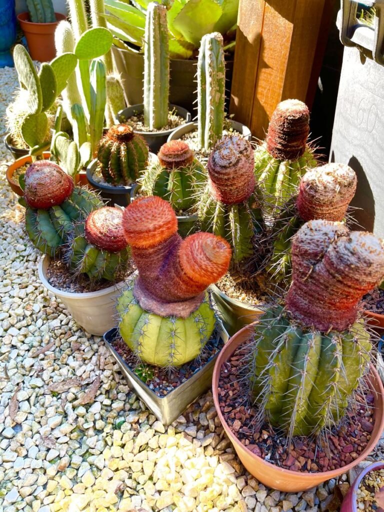 The Charm of Melocactus: Fascinating Genus of Cacti with Hats