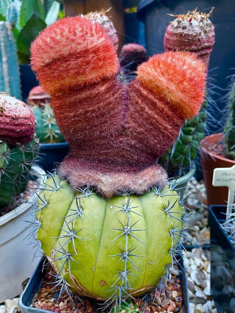 The Charm of Melocactus: Fascinating Genus of Cacti with Hats