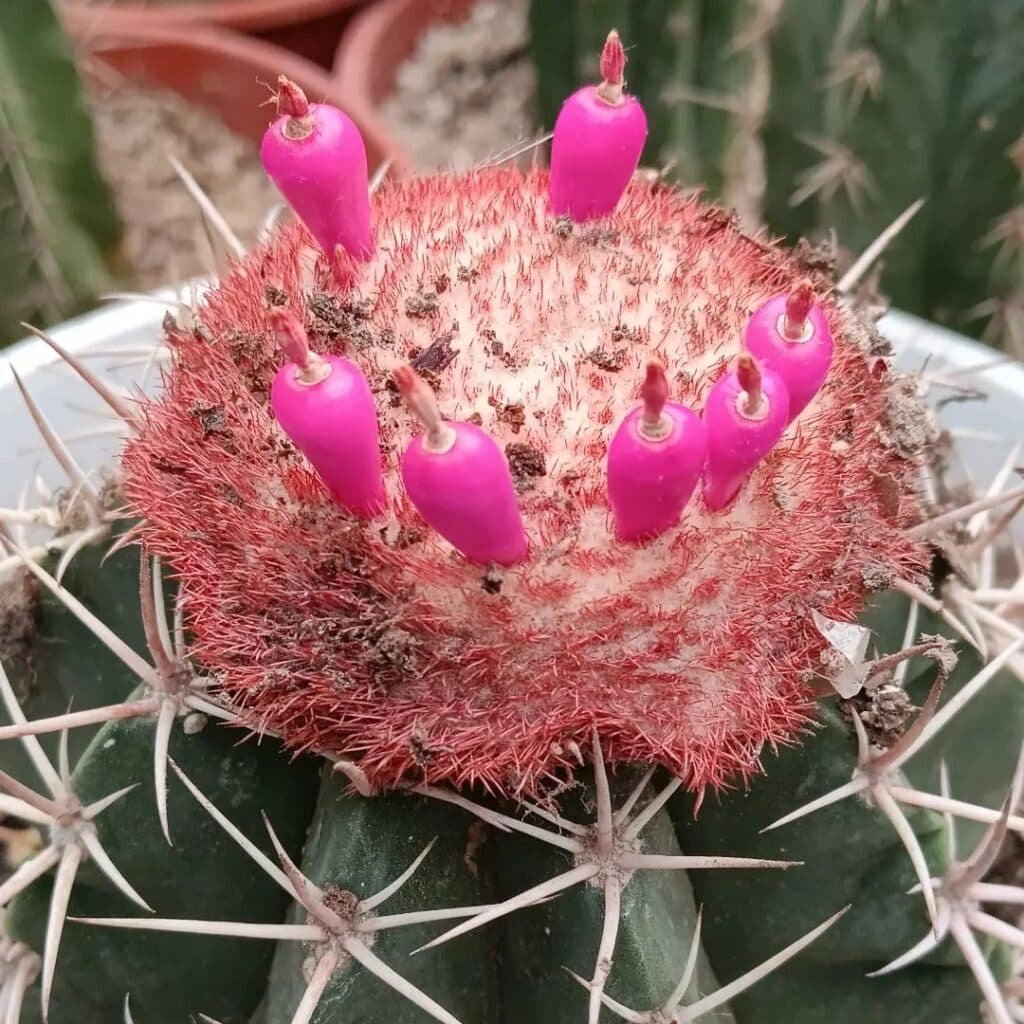 Top 10 Interesting Facts About Melocactus