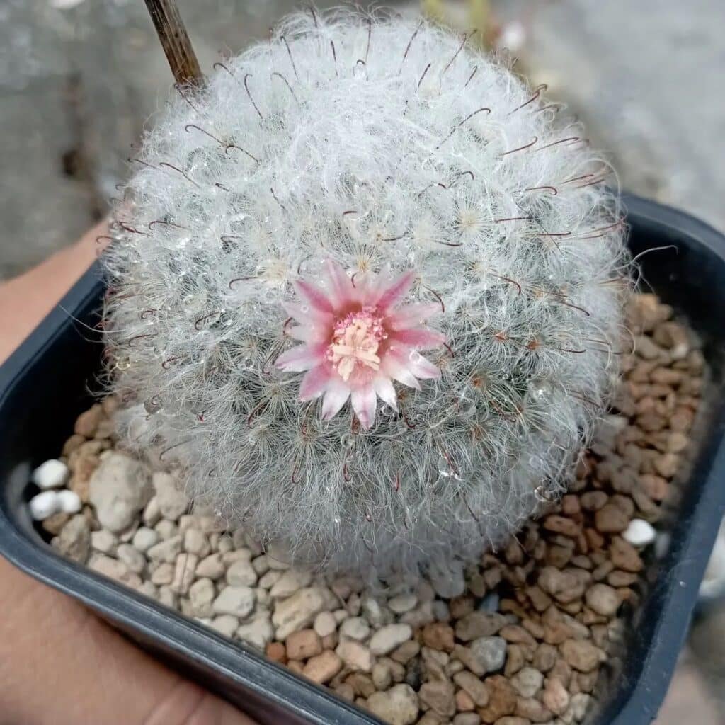 Mammillaria Bocasana