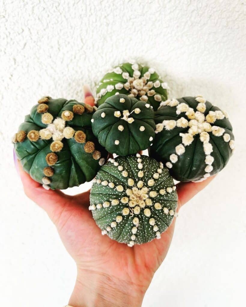 Cactus Care 101: A Guide To Keeping Your Collection Thriving