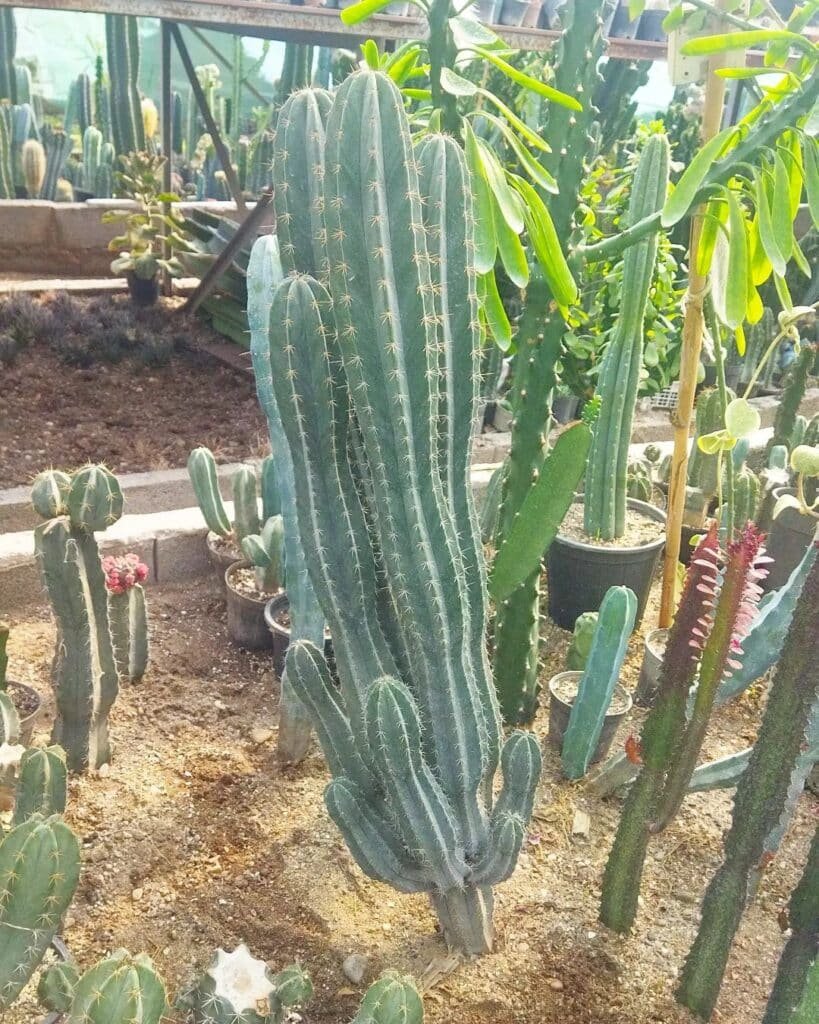 Top 5 FAQ And Answers On How To Care For Cacti