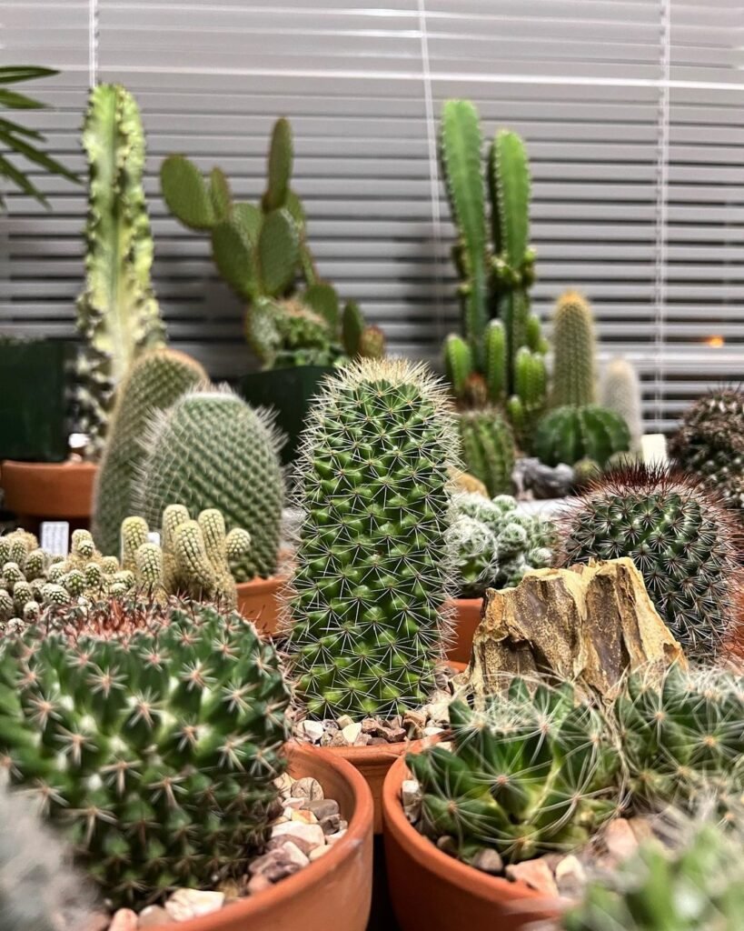 Cactus Care 101: A Guide To Keeping Your Collection Thriving