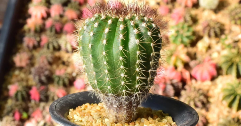 5 Common Mistakes To Avoid When Caring For Your Cacti