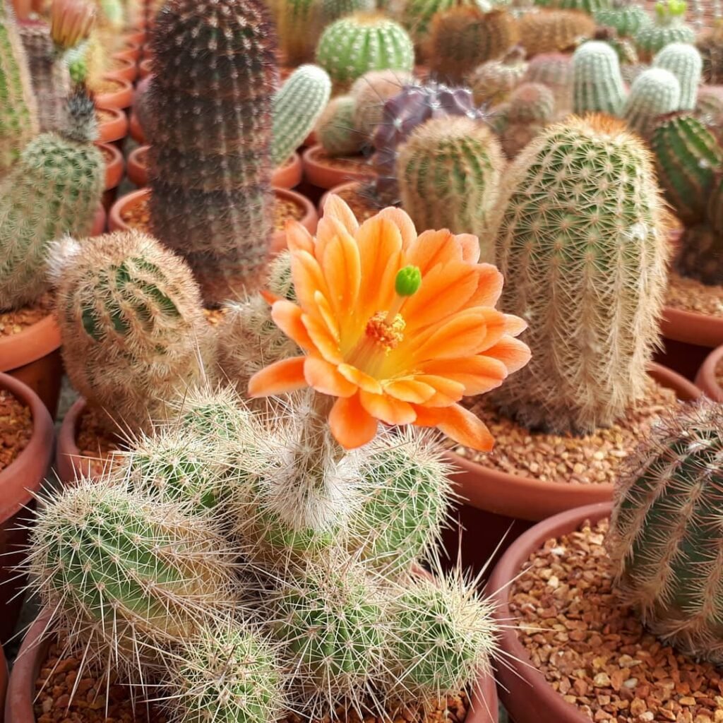 Echinocereus Coccineus