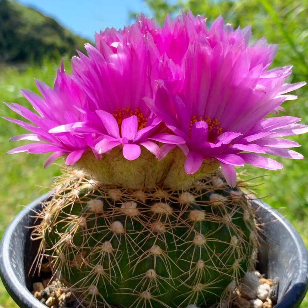Notocactus Uebelmannianus