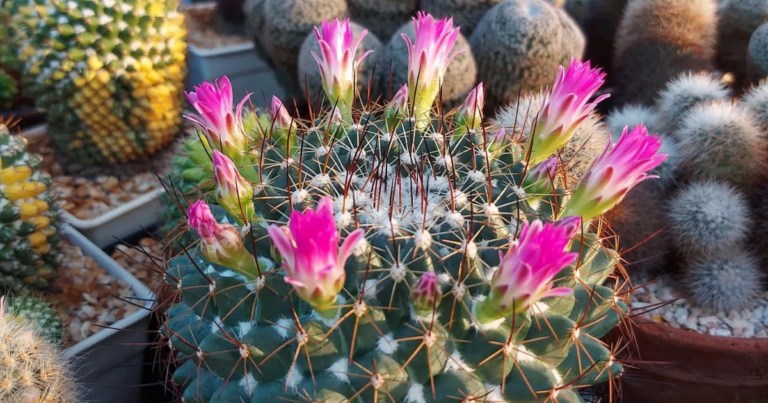 A Beginner's Guide To Cacti: Choosing And Caring For Your First Succulent