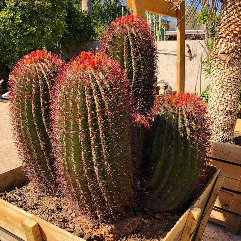 Fire Barrel Cactus