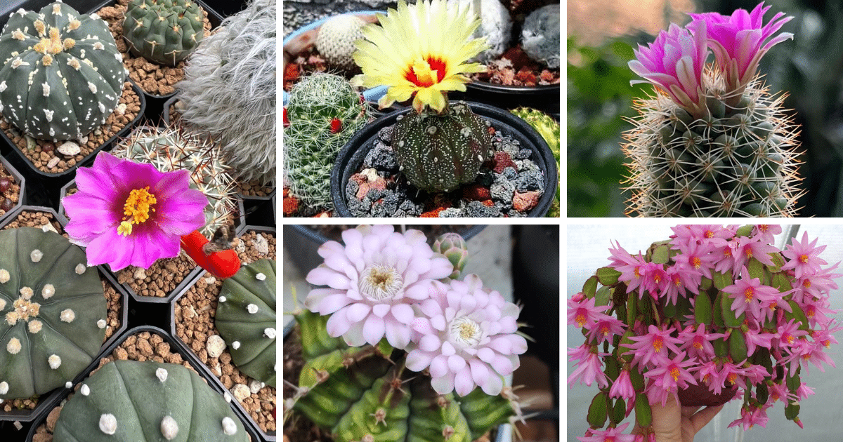 Flowering Cacti: Exploring The Beauty Of Desert Blooms