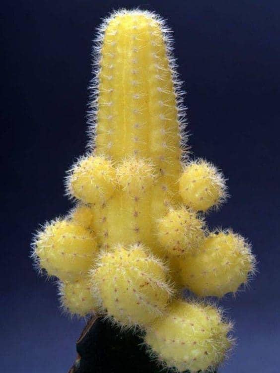 Grafted Moon Cactus