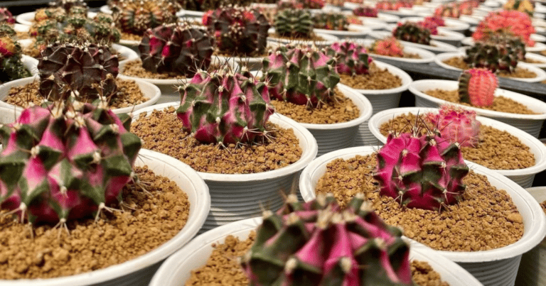 How To Choose The Right Soil For Your Cacti: Tips And Recommendations