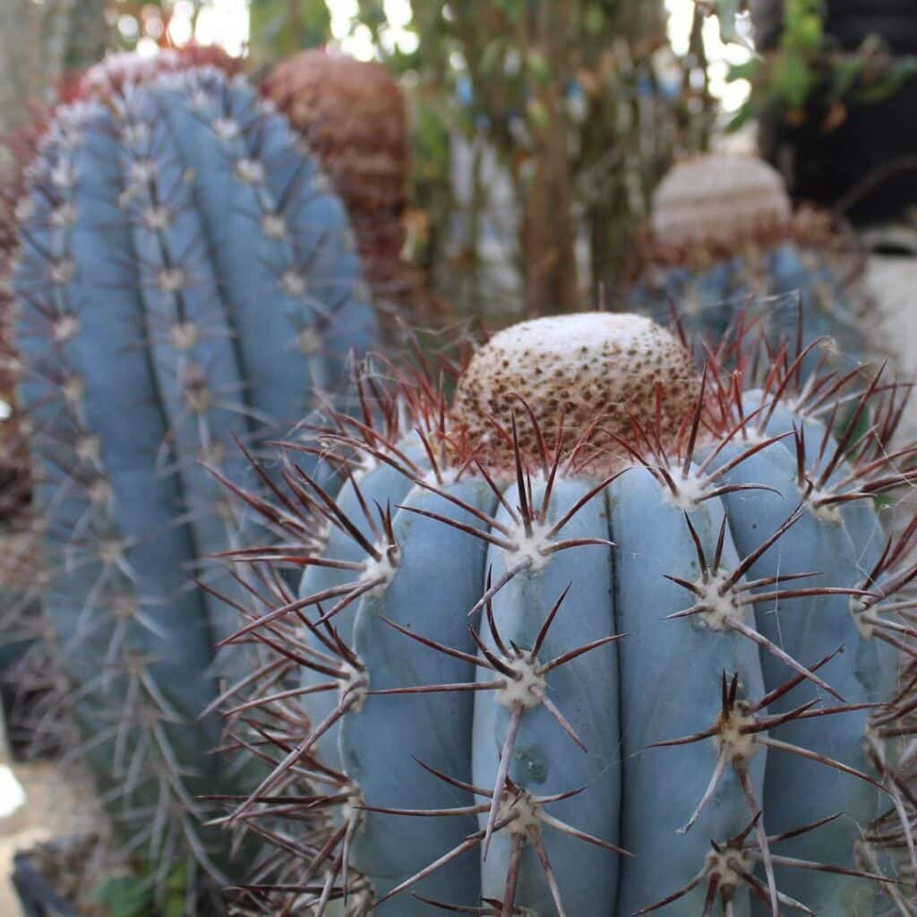 Melocactus Azureus