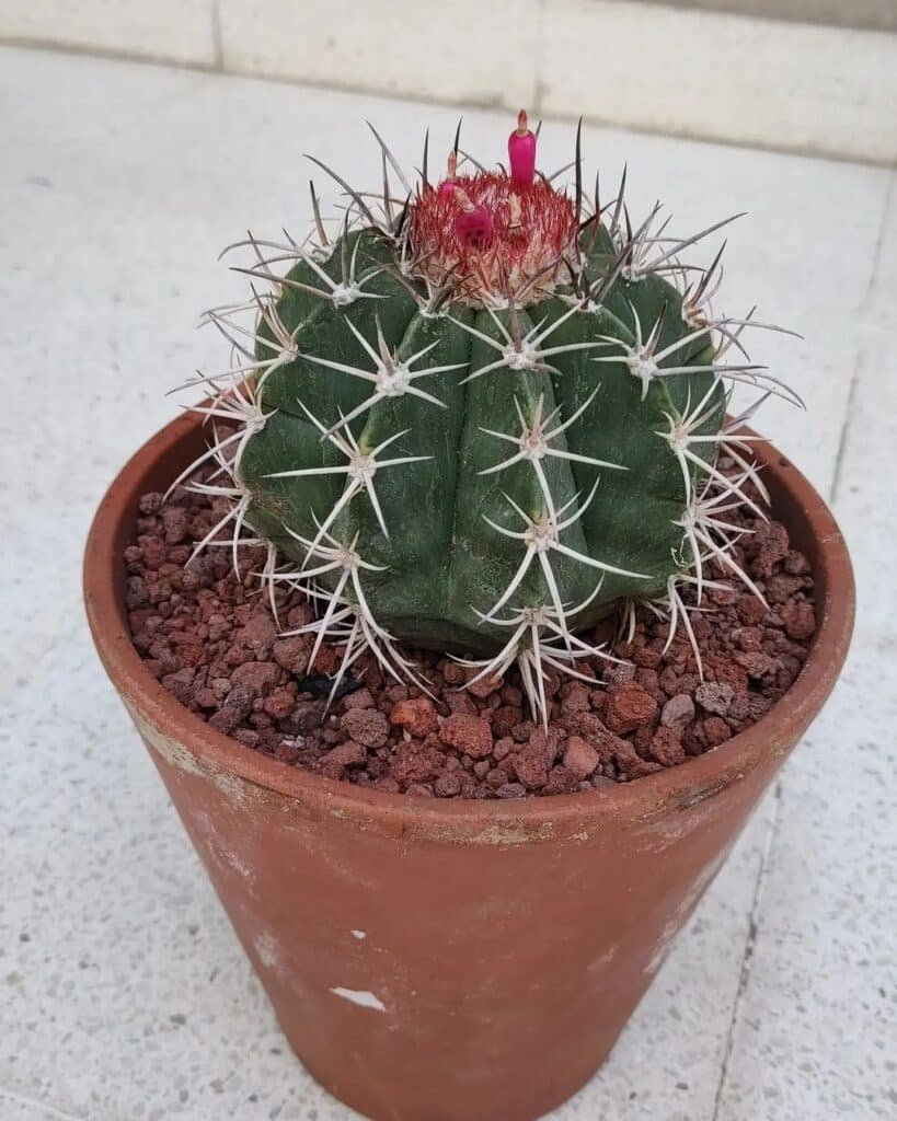 Melocactus Curvispinus