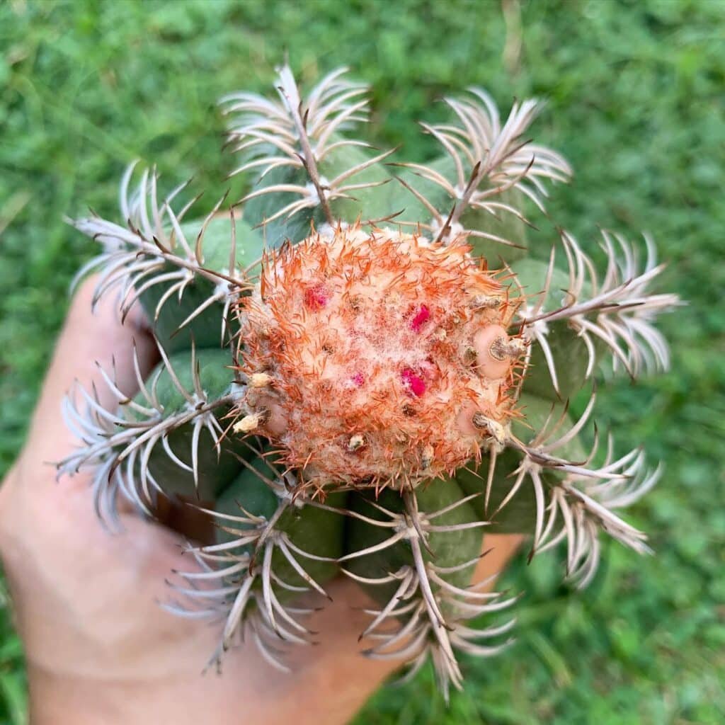 Melocactus Matanzanus