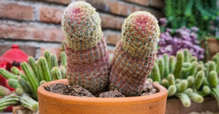 The Benefits Of Using Cactus Fertilizer: What You Need to Know
