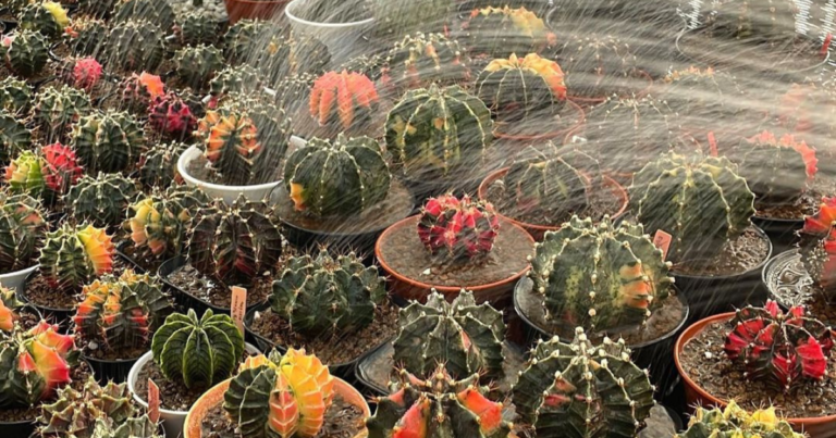The Ultimate Guide To Watering Cacti: How Often, How Much, And More